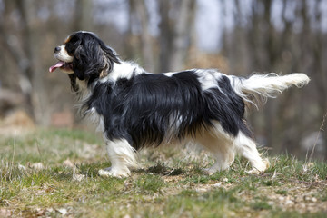 cavalier king charles spaniel de profil dans la nature