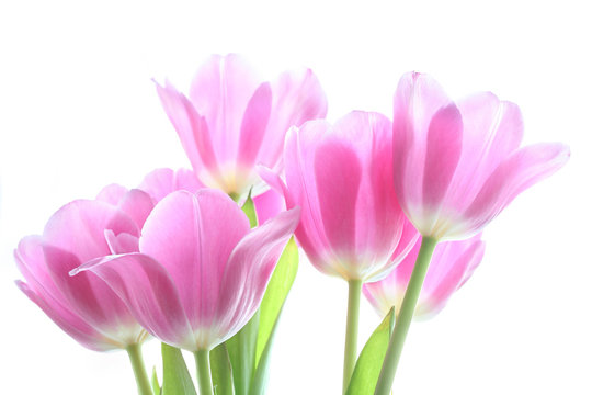 tenderly pink tulips