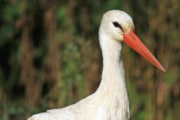 Close portrait of white stork in natural habitat