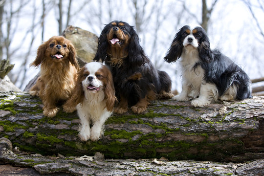 quatre chiens ensemble grimp&eacute;s sur un tronc d'arbre couch&eacute;