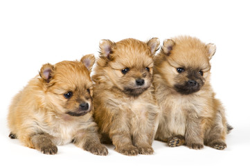 Fototapeta na wymiar Trzy szczeniaki w szpic-dog
