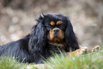 tête de cavalier king charles de face,gros plan dans nature