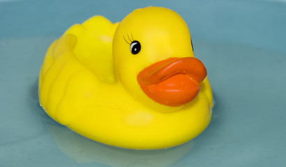 duck