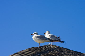 Three Seagulls on Roof