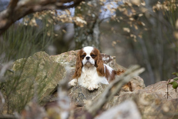 cavalier king Charles blenheim allongé sur un rocher