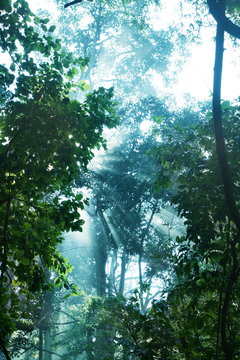 Jungle