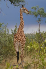 Giraffe