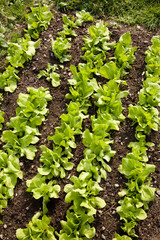Vegetable garden