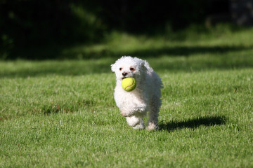 Fetch!