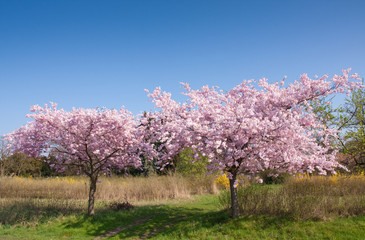 cherry tree in bloom