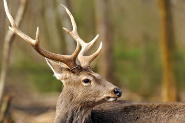 Deer