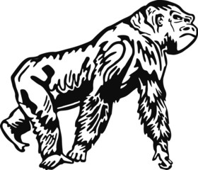 Gorilla