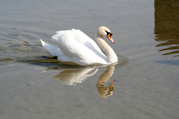 Schwan