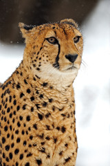Cheetah