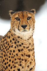 Cheetah