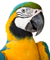 Portrait of tropical  wild parrot.