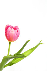 Fr&uuml;hlingstulpe in pink