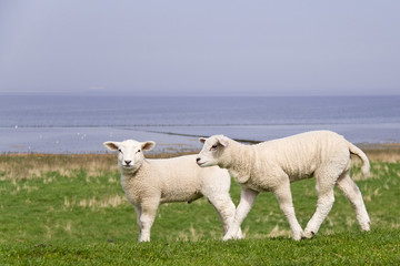 Fototapeta premium Lamm auf dem Deich