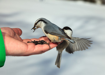 Birds on the hand