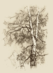 Obraz premium The birch