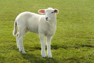 Obraz premium Lamm auf dem Deich