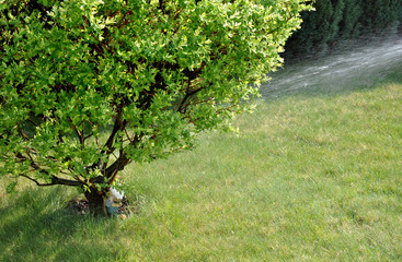 Watering in the Garden