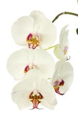 Naklejka na ściany i meble White orchid.