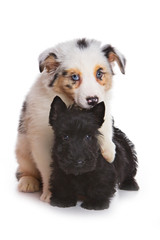 Obraz premium Australian Shepherd puppy and Scottish terrier
