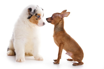 Australian Shepherd puppy and Toy dog