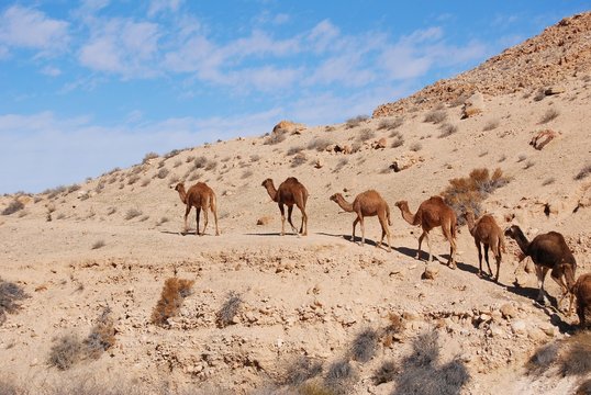 Kamele in der Negev Wüste in Israel, Karawane, Wildlife