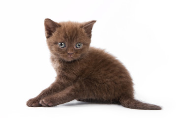 Obraz premium British kitten on white background