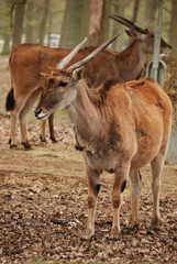 wild life