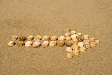 Fototapeta na wymiar Pfeil aus Muscheln am Strand