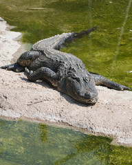 Alligatore del mississipi - Alligator Mississipiensis