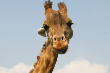 Obraz premium Giraffa camelopardalis