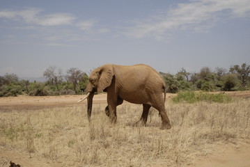 Obraz premium Słoń afrykański (Loxodonta africana) w parku Samburu