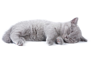 Fototapeta premium British kitten on white background