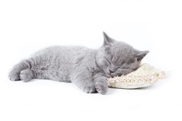 British kitten on white background