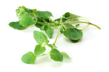 Oregano