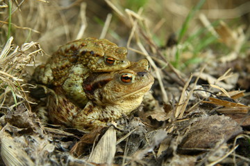 Toads have a sex