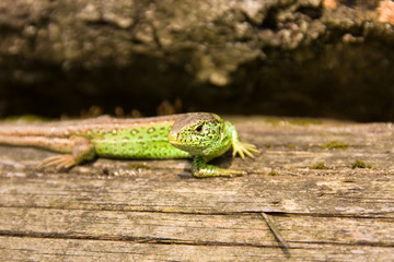 Zauneidechse
