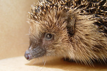 Igel
