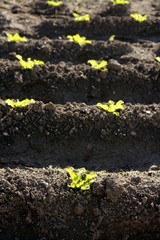 Lettuce sprouts field, green vegetable outbreaks