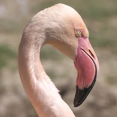 Papier Peint photo Lavable Flamant Flamingo