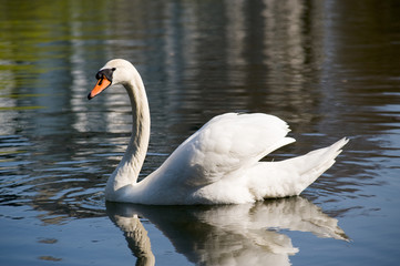 swan