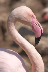 Fototapeta premium Flamingo