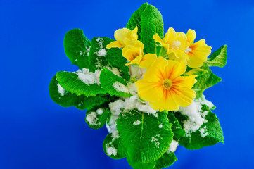 Flowers in Snow