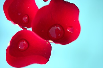 Wet close up macro rose petals, water drops