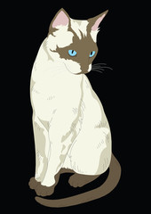 Siamese Cat