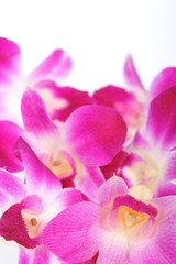 Fototapeta na wymiar Pinke Orchideen